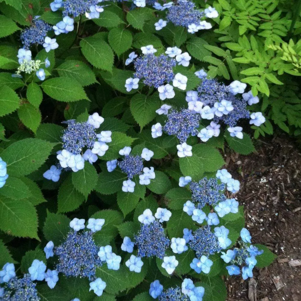 Blue Billow Hydrangea