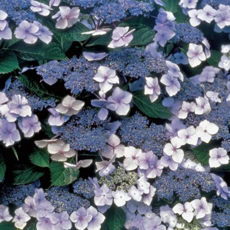 Blue Billow Hydrangea