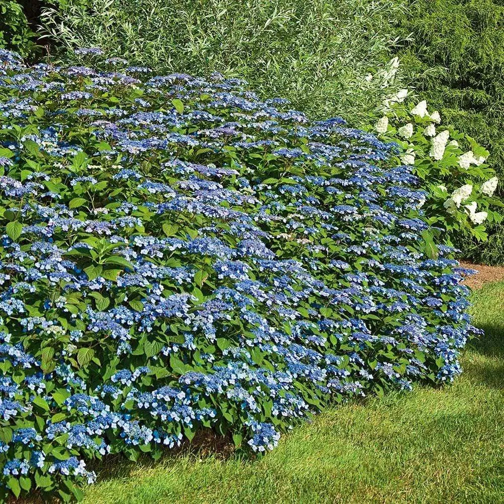 Blue Billow Hydrangea