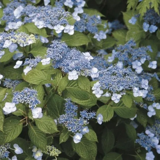 Blue Billow Hydrangea