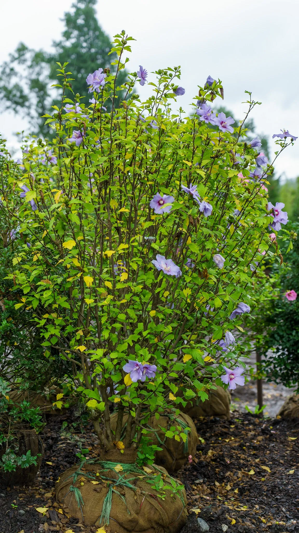 Blue Chiffon Rose of Sharon