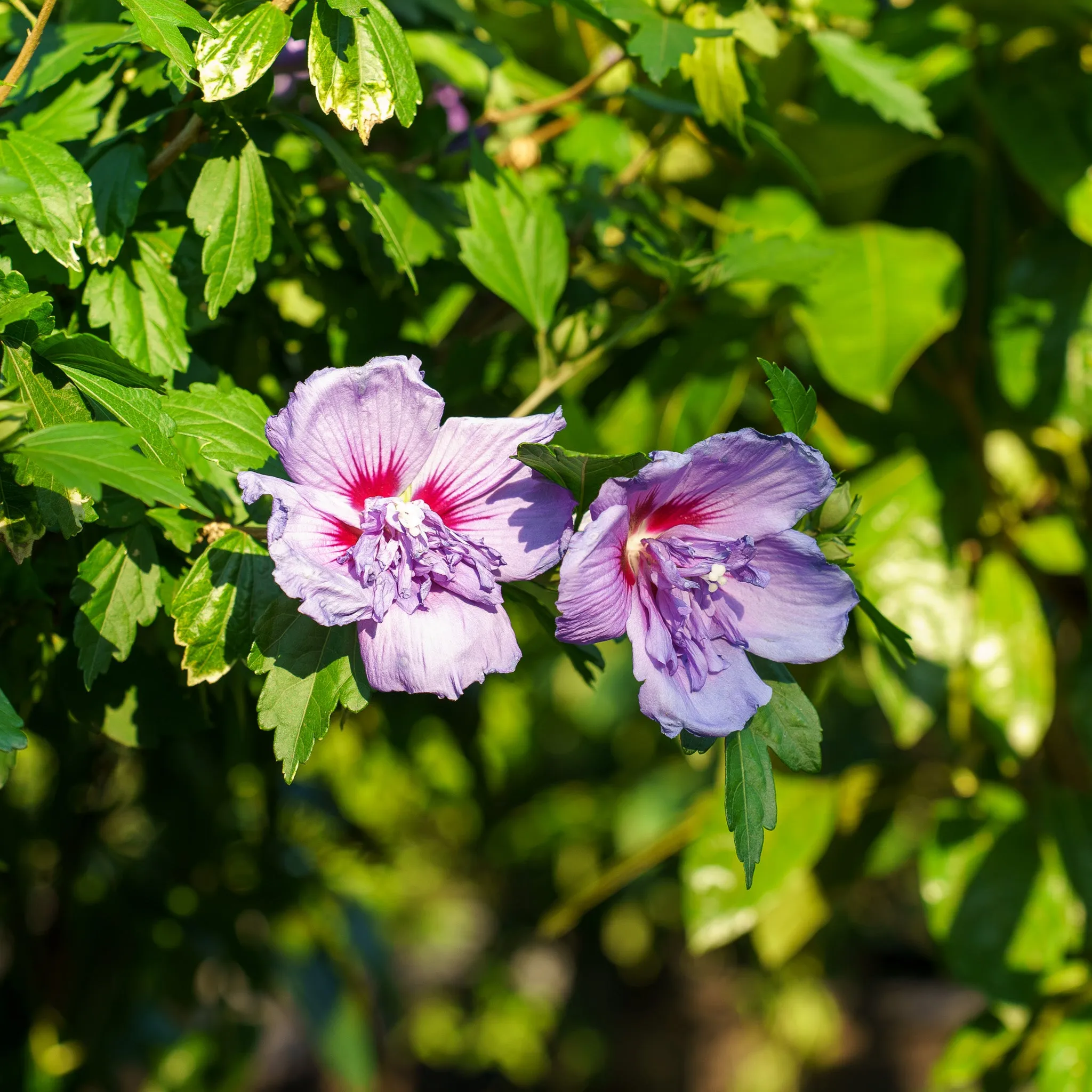 Blue Chiffon Rose of Sharon