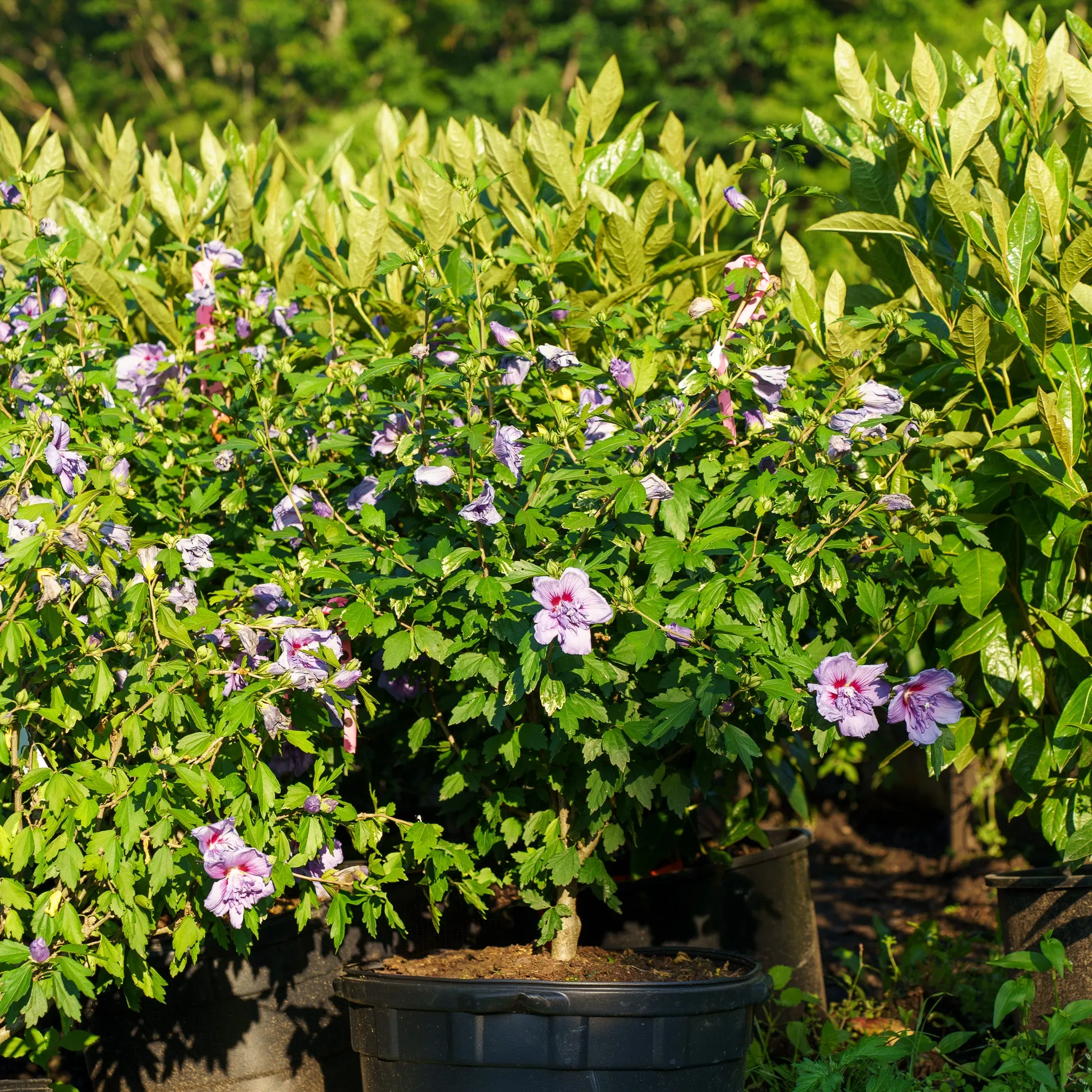 Blue Chiffon Rose of Sharon