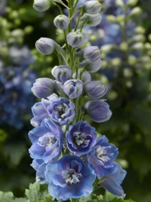 Delphinium - Light Blue White Bee