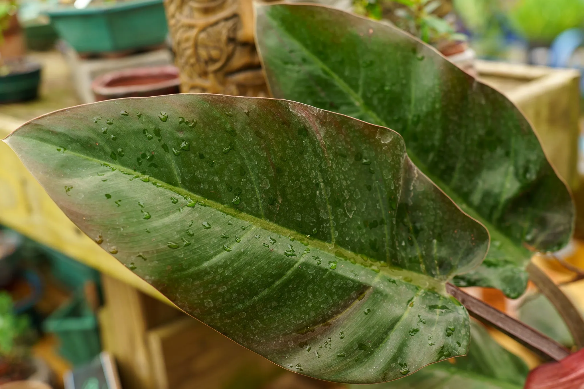 Philodendron Imperial Red