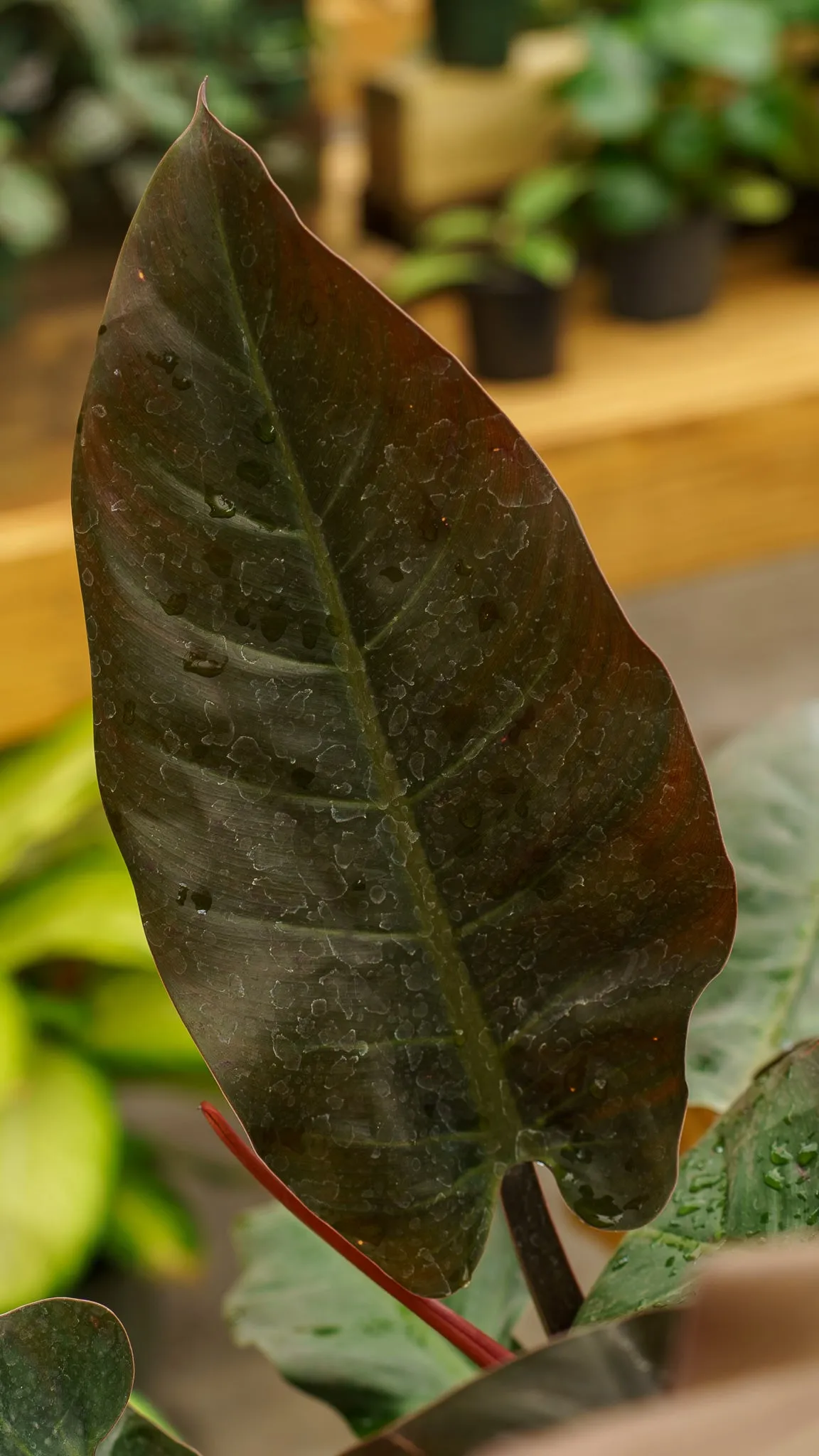 Philodendron Imperial Red