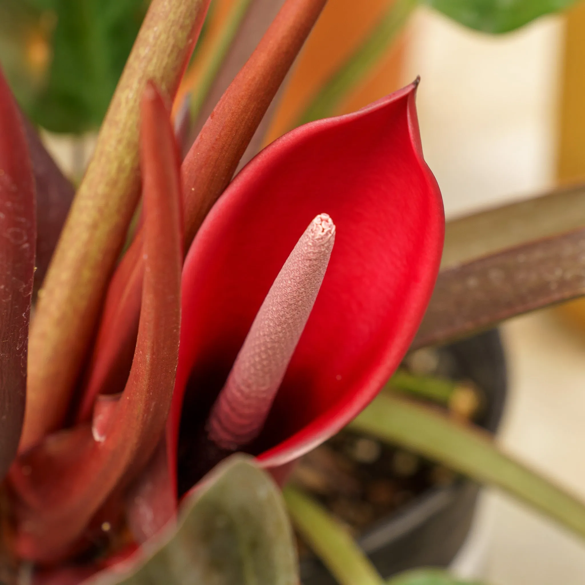 Philodendron Imperial Red