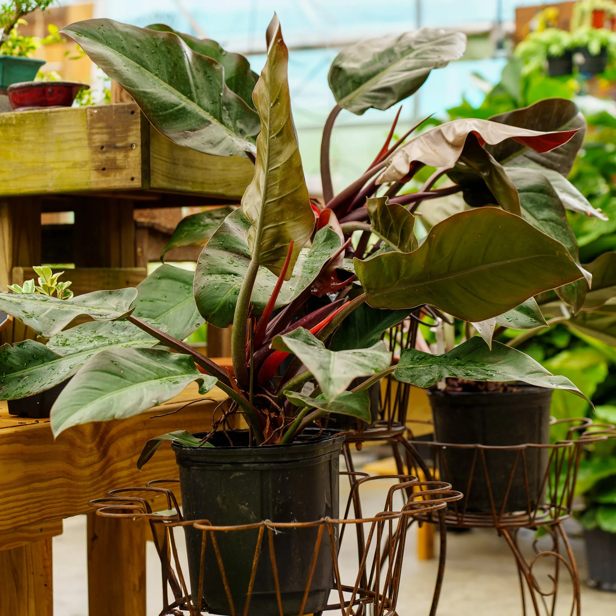 Philodendron Imperial Red