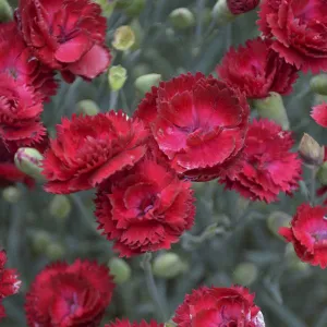 Pretty Poppers Electric Red Pinks