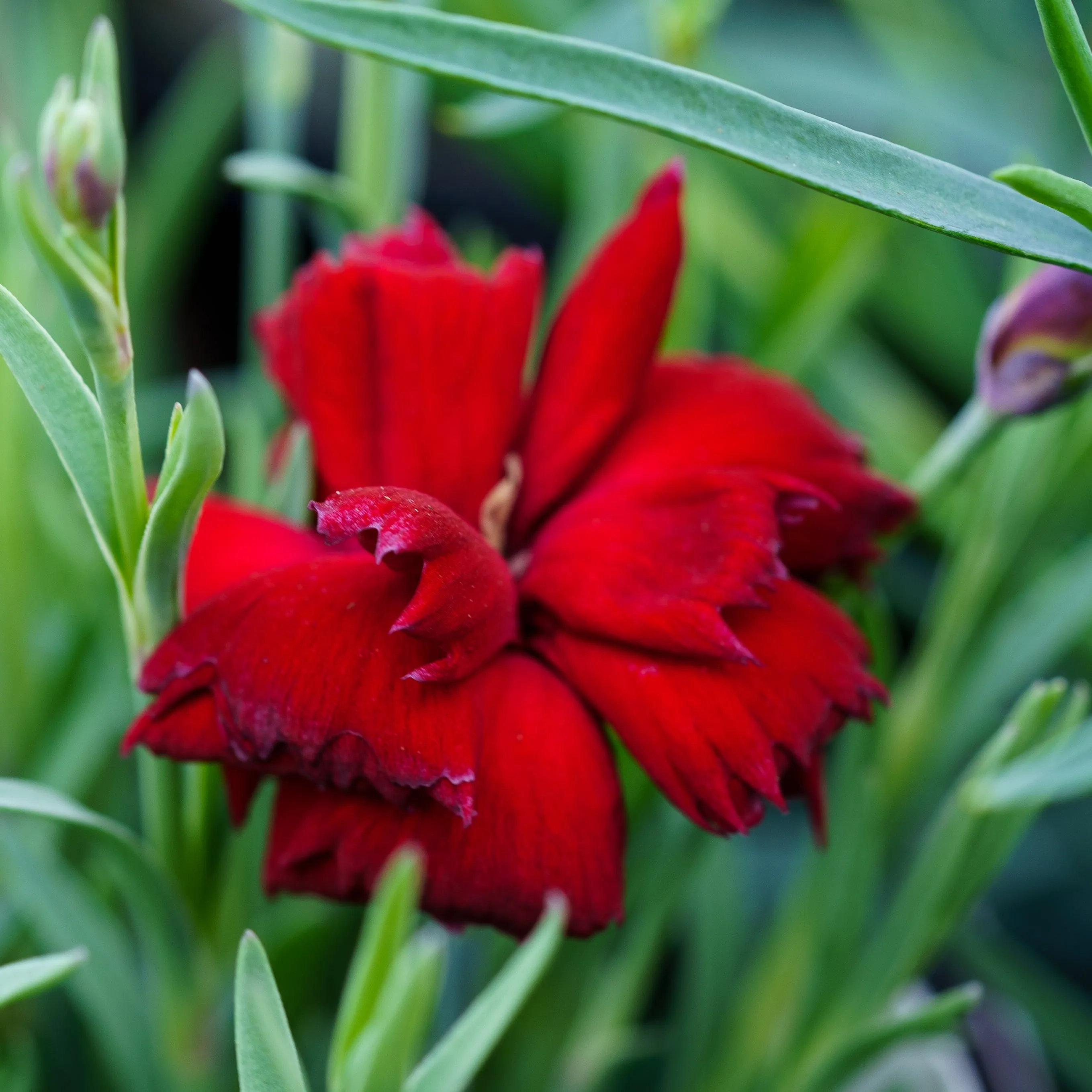 Pretty Poppers Electric Red Pinks